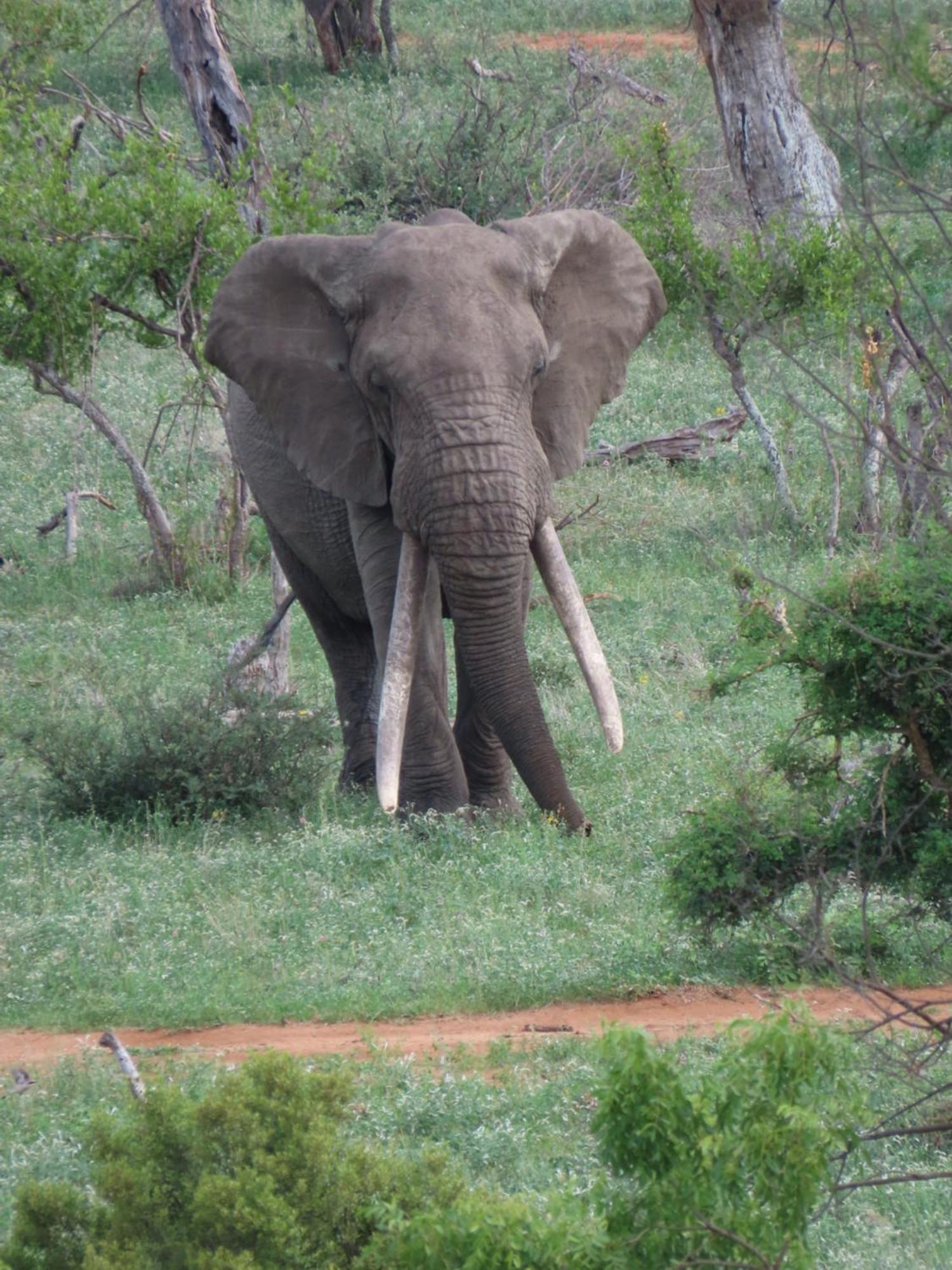 Naledi Lodges Balule viltreservat Exteriör bild