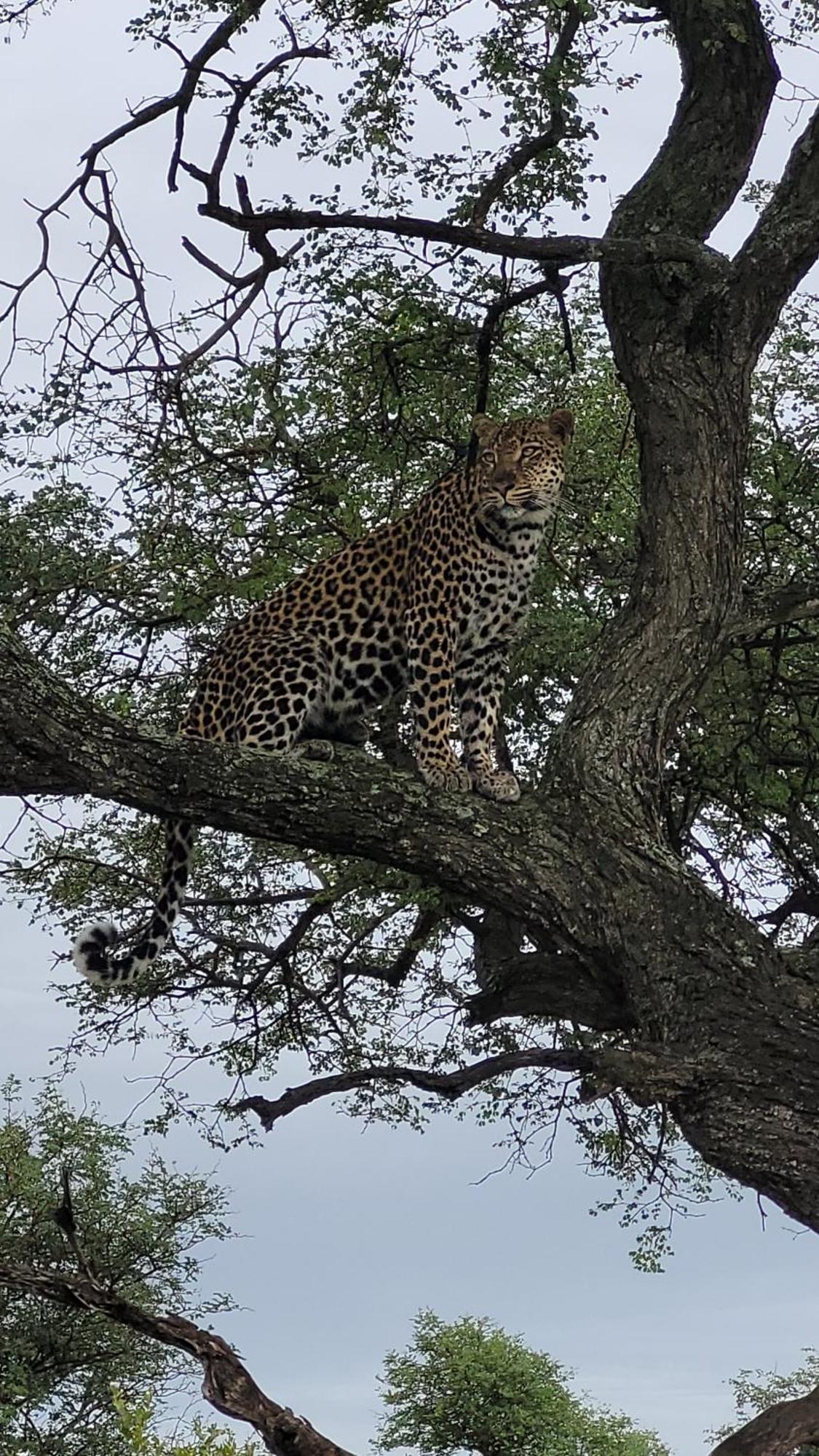 Naledi Lodges Balule viltreservat Exteriör bild